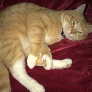 Meet your Posher, Harmony